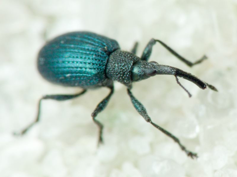 Cyanapion columbinum (Germar, 1817)